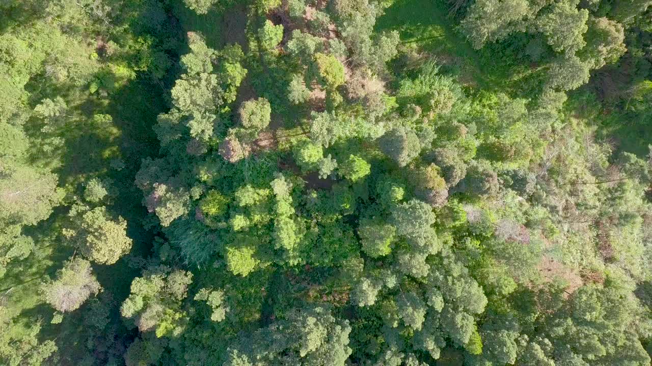 video de drones aéreos denso de árboles de la selva tropical en la ladera de la montaña
