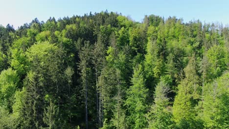 rising aerial footage showing thick, dense green trees on mountain, on bright sunny day