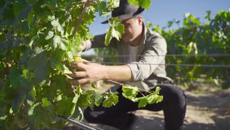 a farmer picking grapes with his hand in the vineyard.