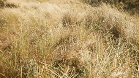 scenic view on dune landscape with dune grass at the atlantic coastline in denmark