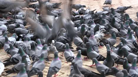 una bandada de palomas alimentándose del grano que se les da en la estupa boudhanath