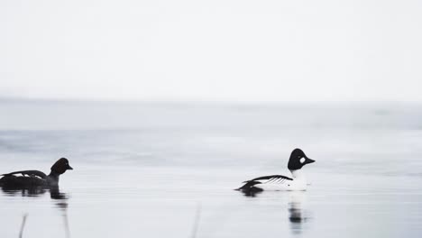 Pareja-De-Goldeneye-Común-Nadando-En-El-Lago