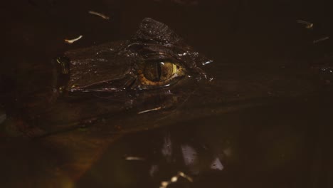 la madre caimán de primer plano yace en el agua flotando medio sumergida con el gran ojo atento