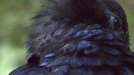 extreme close-up: fluffed plumage raven grooms feathers on perch