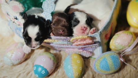 newborn puppy near easter eggs 04