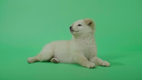 full view of a laying down white dog looking at the green screen before walking away