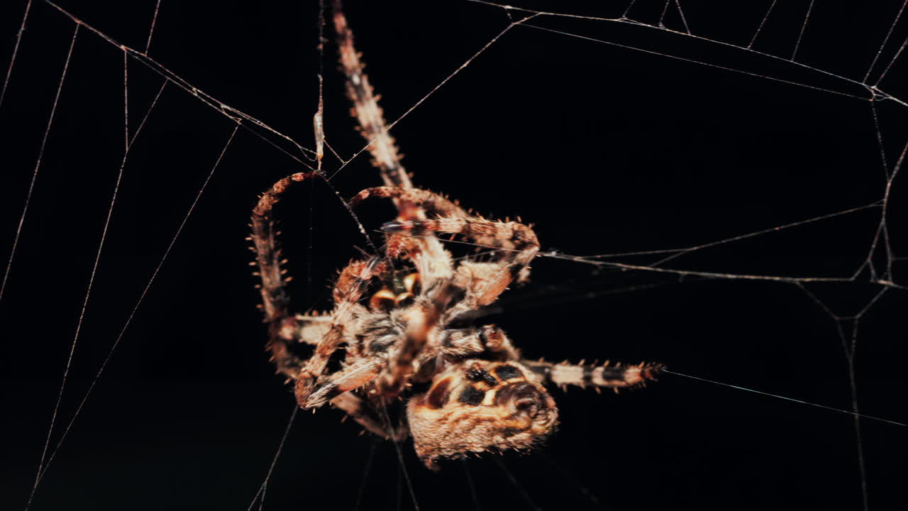 Close up of a spider sitting in its web, showing intricate details of its body and fine silk threads
