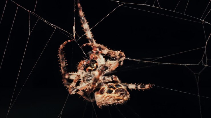 Close up of a spider sitting in its web, showing intricate details of its body and fine silk threads