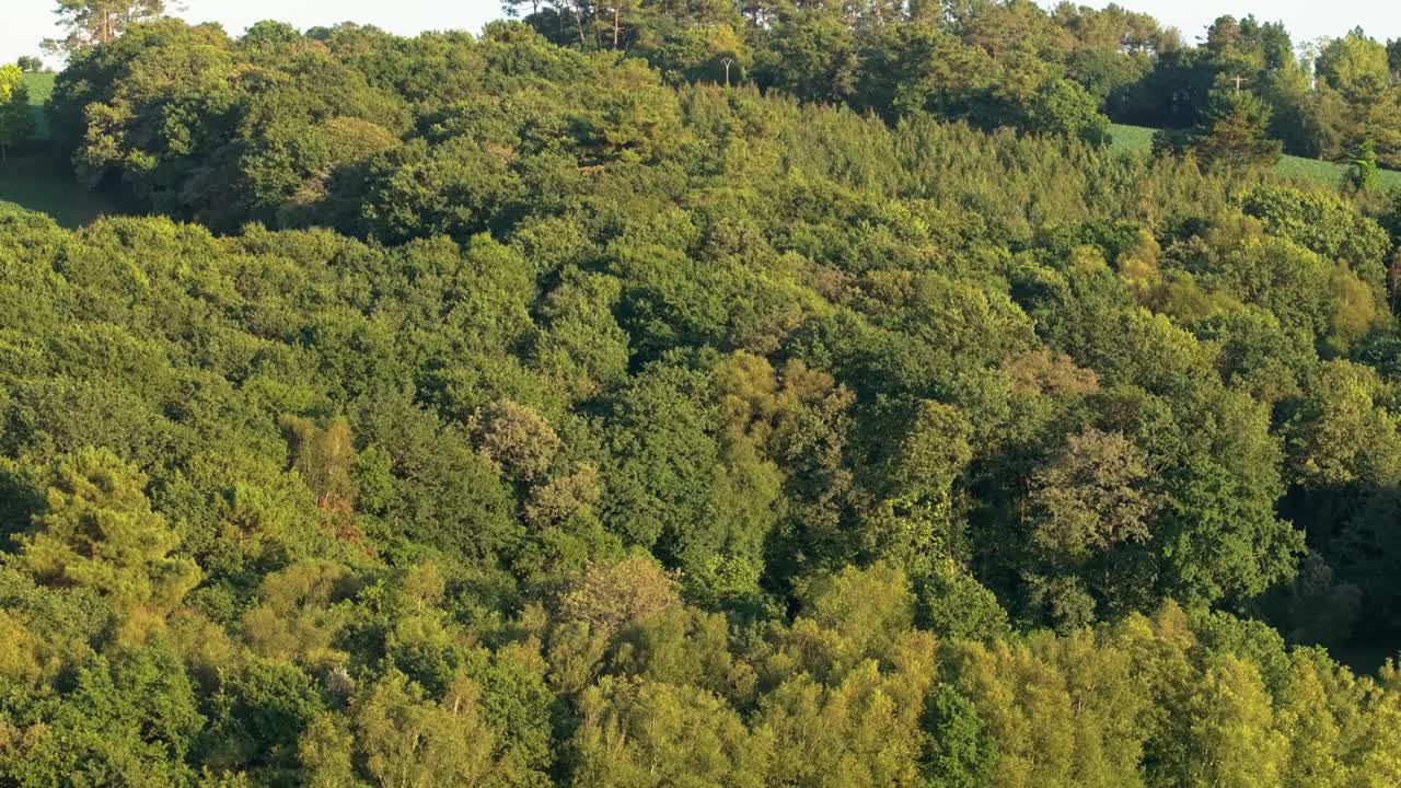 los exuberantes bosques de otoño en el bosque de la coruña, galicia, españa