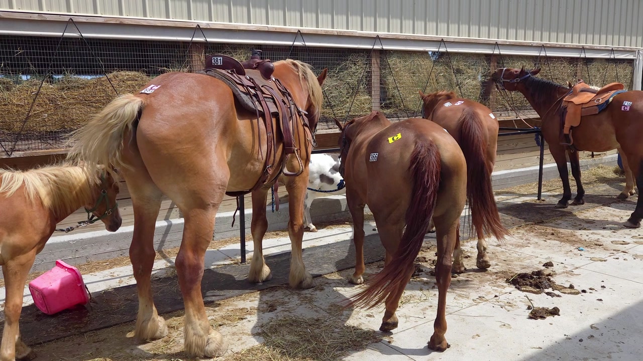 Horses with auction tags feeding at farm in Smokey Lane Stables Sugarcreek, Ohio
