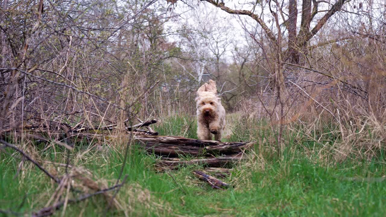 toma en cámara lenta del perro goldendoodle corriendo hacia la cámara y saltando sobre el tronco de un árbol en medio del bosque