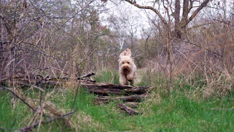 Toma-En-Cámara-Lenta-Del-Perro-Goldendoodle-Corriendo-Hacia-La-Cámara-Y-Saltando-Sobre-El-Tronco-De-Un-árbol-En-Medio-Del-Bosque