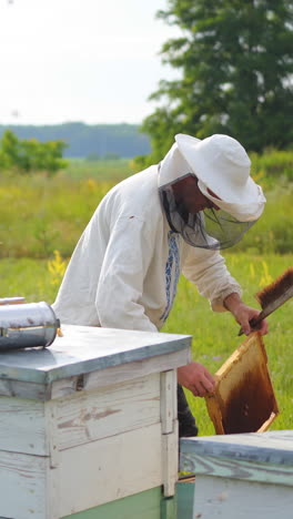 beekeeper pulled off a honeycomb and cleans it with a brush. man at apiary works in protective hat. apiculture concept. vertical video