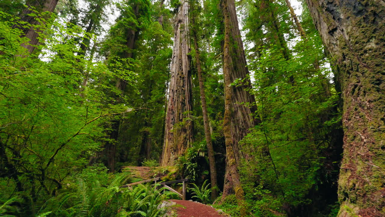 Walking through the redwood forest a calm and scenic experience