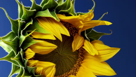 close-up of a budding sunflower