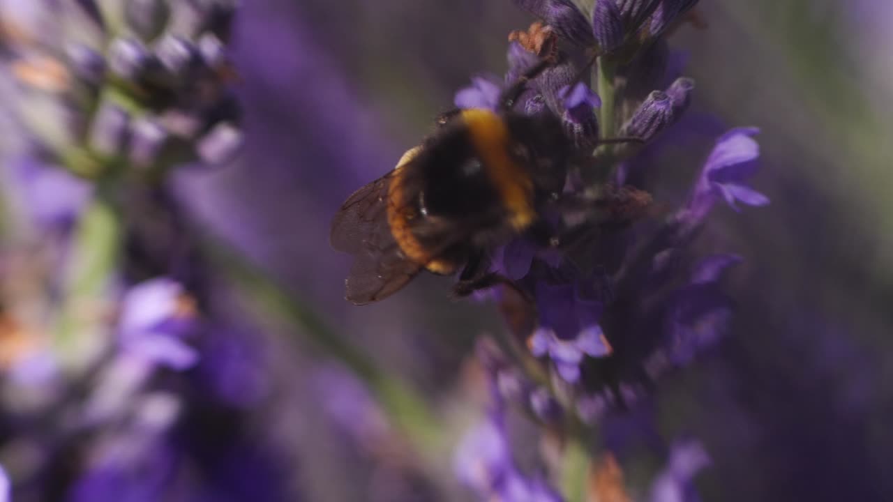 Slowmotion shot of bumblebee working on lavender flower