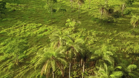 flying over coyol palm trees in the brazilian jungle as people approaching to collect macauba fruit to produce oil from it