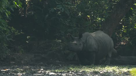 a young one horned rhino grazing in the wetlands of the chitwan national park in nepal