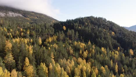 flying over a norwegian pine and birch forest in autumn colors