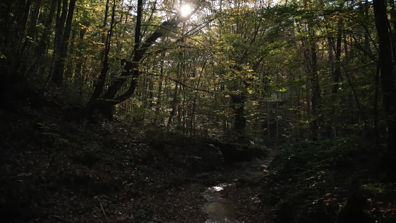 La luce filtra attraverso gli alberi su un piccolo ruscello
