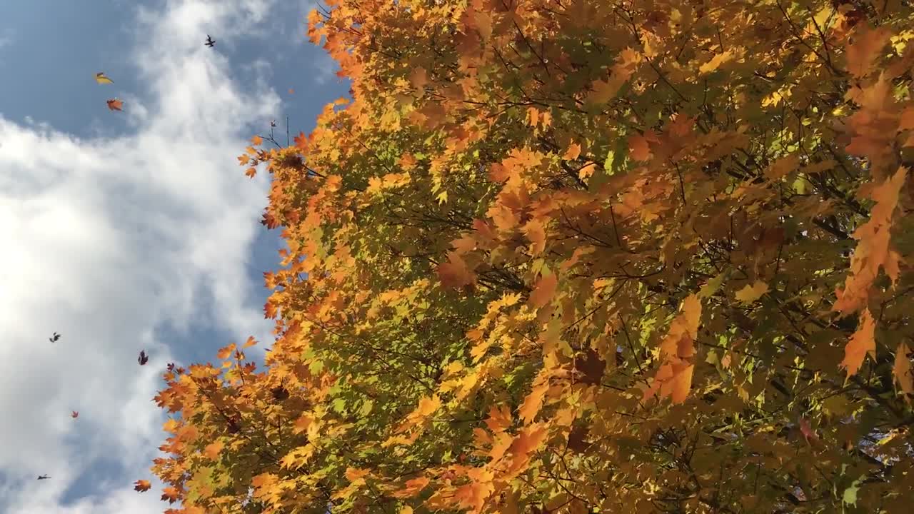 fondo de otoño otoño. hojas cayendo del arbol