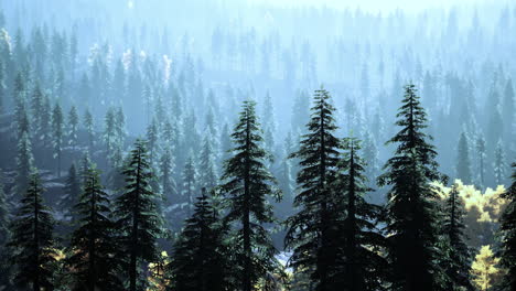 misty forest of tall pine trees