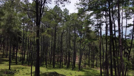 Forstwirtschaftliche-Forschungsstation-Oder-Bo-Kaeo-Pine-Park,-Der-Schöne-Berühmte-Garten-In-Chiang-Mai,-Thailand