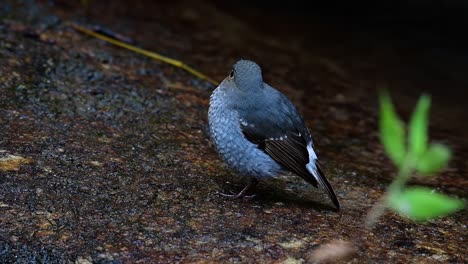 this female plumbeous redstart is not as colourful as the male but sure it is so fluffy as a ball of a cute bird