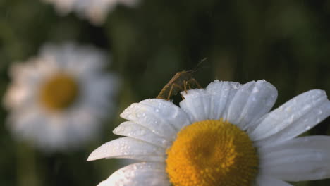 un insecto en una flor de margarita de rocío