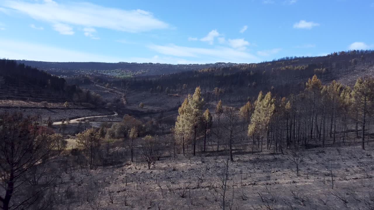 Transition from living green trees to lifeless and dry environment, aerial