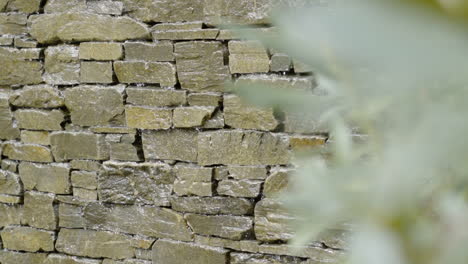 Slow-motion-water-trickling-down-stone-brick-wall-with-plants