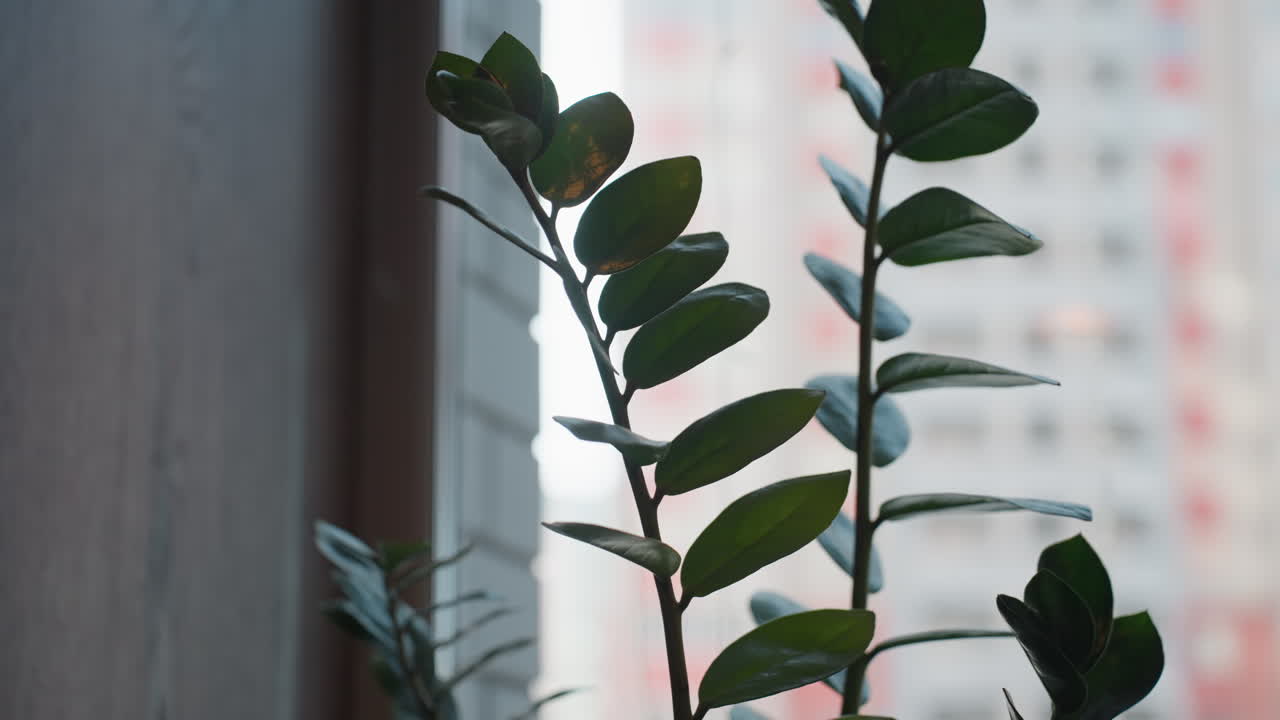 close up green leaves with sunlight highlighting glossy surface and blurred view of urban residential building seen through window creating contrast between nature and gentle city backdrop