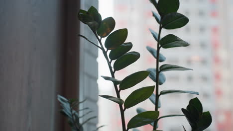close up green leaves with sunlight highlighting glossy surface and blurred view of urban residential building seen through window creating contrast between nature and gentle city backdrop