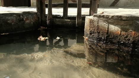 mill sluice gate forming water whirlpools and fallen leaves being carried down the vortex