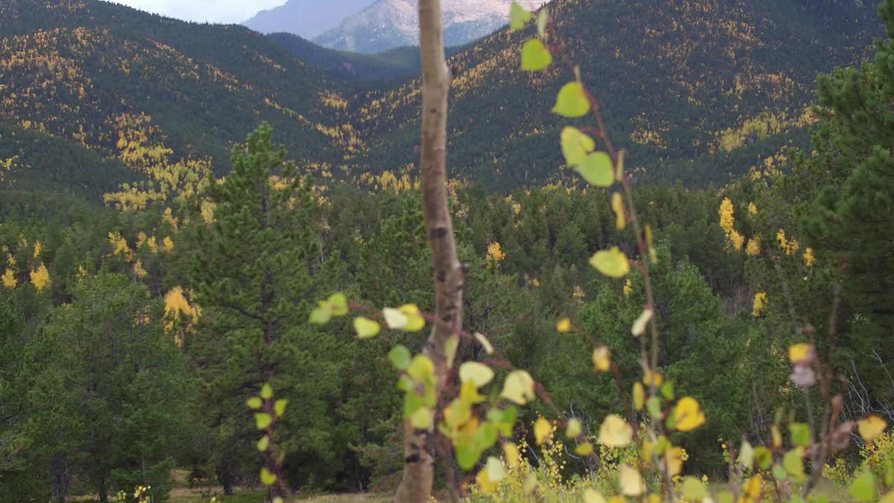 Primo piano di piante e alberi nel vento nelle montagne del Colorado