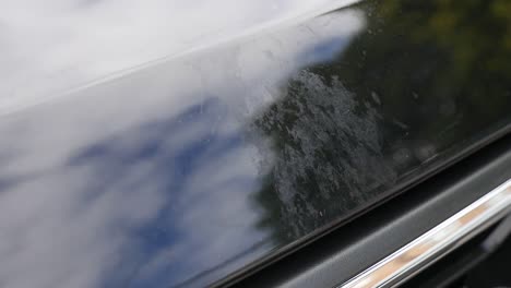 close up of damage left from bird poo