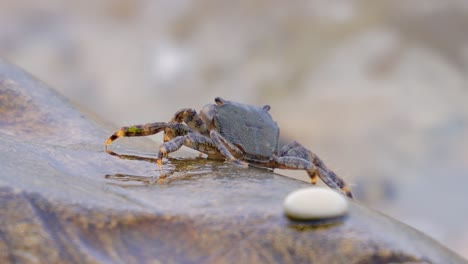 pachygrapsus marmoratus es una especie de cangrejo, a veces llamado cangrejo de roca de mármol o cangrejo de mármol, que vive en el mar negro, el mar mediterráneo y partes del océano atlántico.