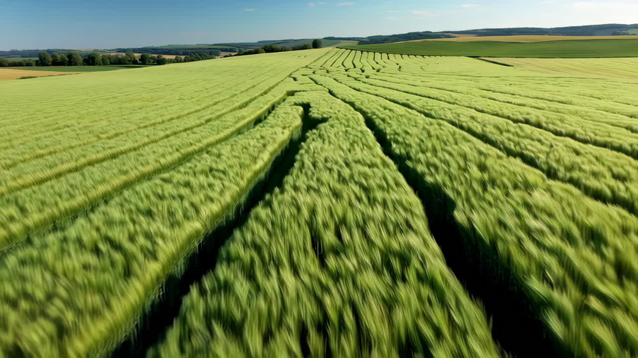 Flygfoto över en veteåker med intrikata rader