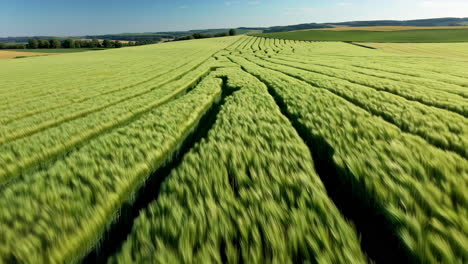 aerial view of a wheat field with intricate rows