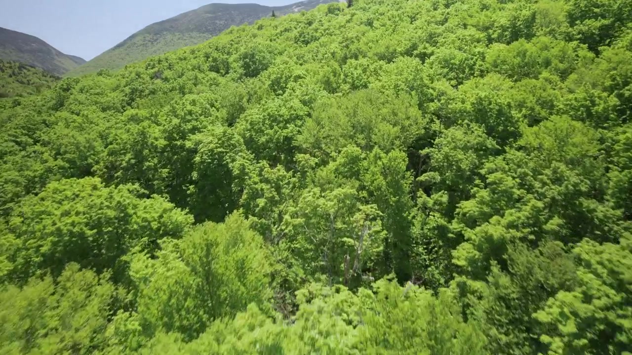 夏のホワイト山脈にある鬱蒼とした落葉樹林の林冠上をシネマティックに空撮。持続可能性、環境に優しい、自然保護プロジェクトに最適。
