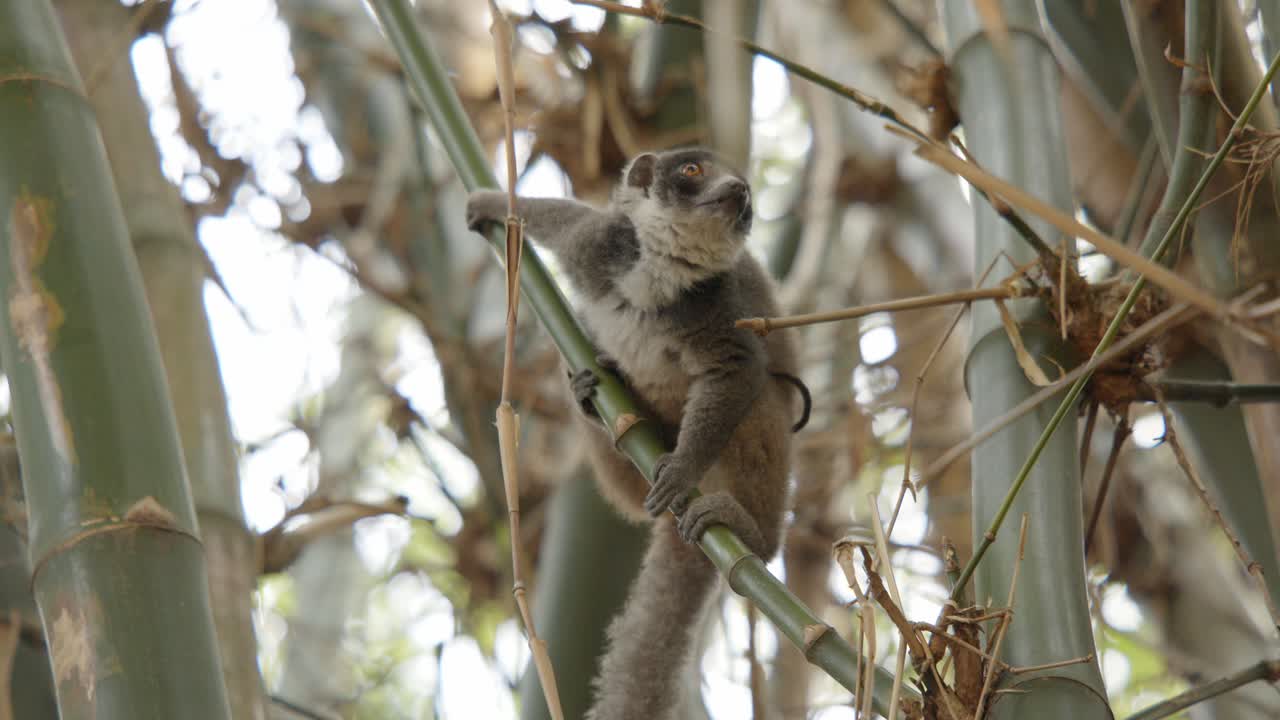 lémur maki marrón mirando alrededor entre un bosque de bambú, agarrándose fuerte