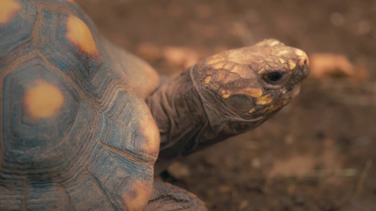 Close up of a red-footed tortoise's head