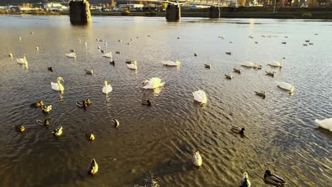 Graceful-swans-and-ducks-swim-in-the-river,-illuminated-by-the-soft-rays-of-the-autumn-sun