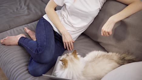 Unrecognizable-girl-want-to-work-on-laptop,-but-cat-is-disturbing-her-laying-on-keyboard