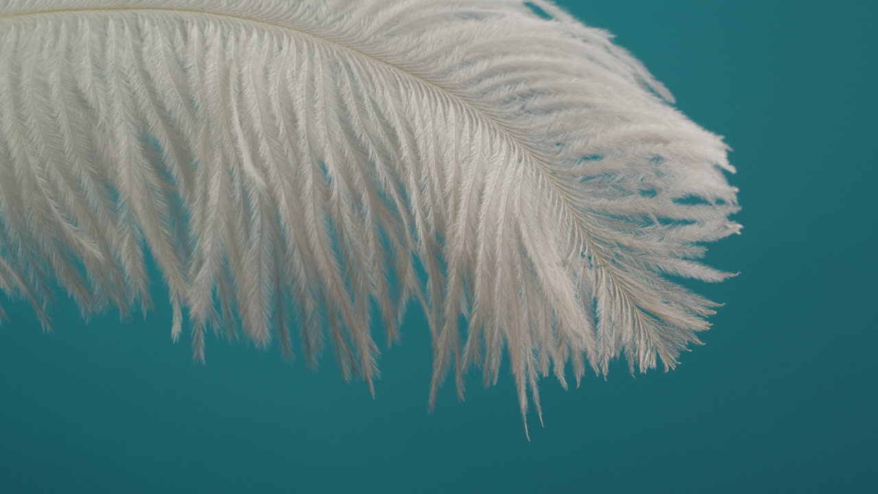 Close-up of a white ostrich feather