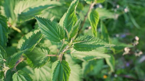 Close-up-of-fresh-nettle-plants-with-their-stinging-hairs-on-stems-and-leaves