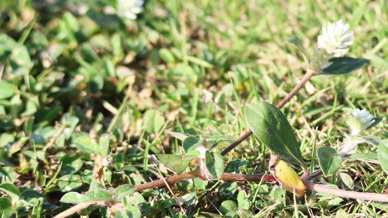 잔디 에 있는 세계 아마란트 꽃