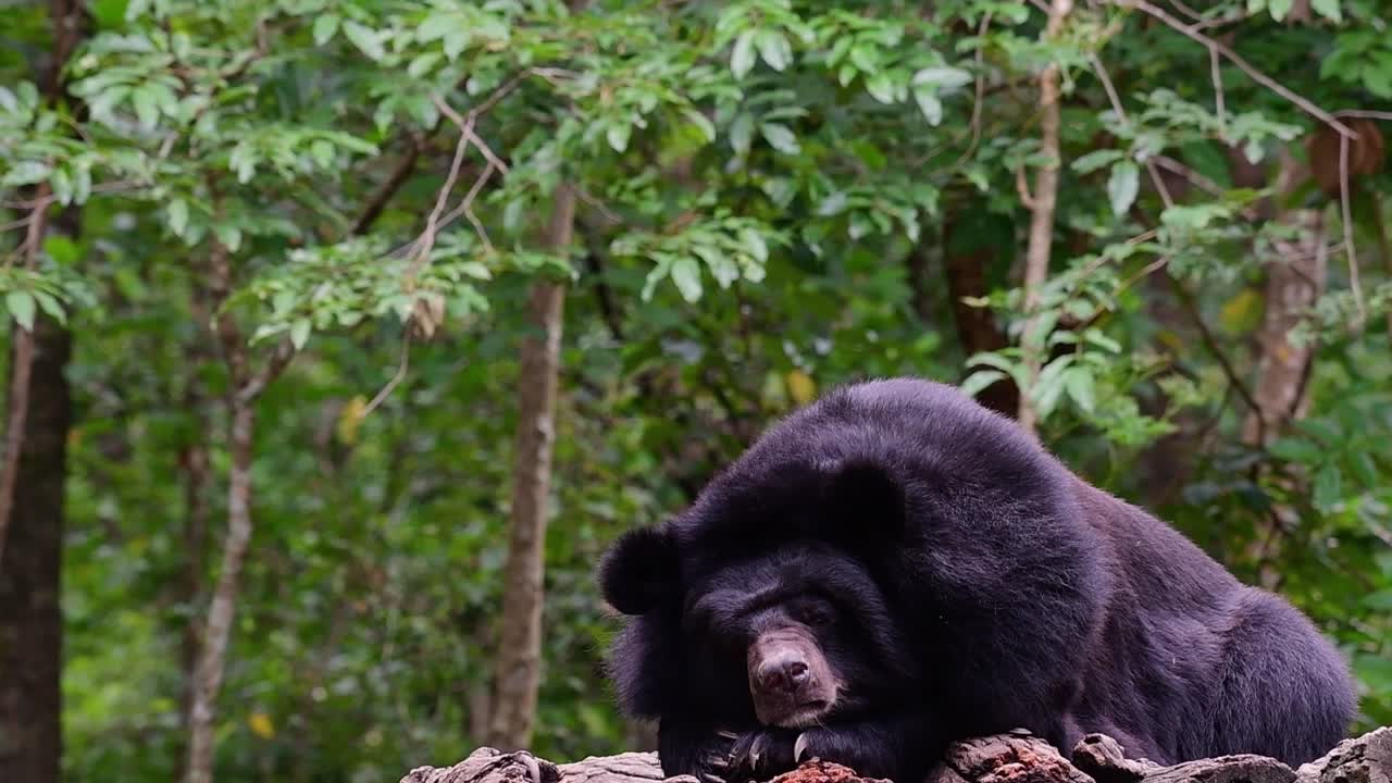 oso malayo a punto de quedarse dormido, helarctos malayanus