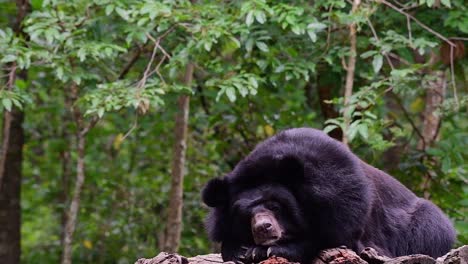 Malayan-Sun-Bear-about-to-fall-Asleep,-Helarctos-malayanus