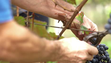 older white man cutting off a large cluster of red grapes during the autumn harvest, slow motion